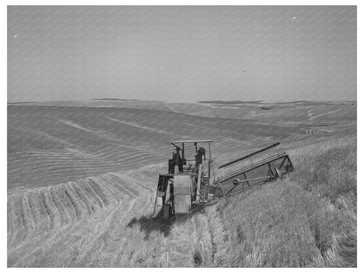 1941 Combine Harvesting Wheat in Whitman County Washington