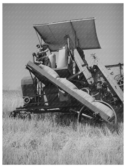 Sacked Wheat Combine in Whitman County July 1941