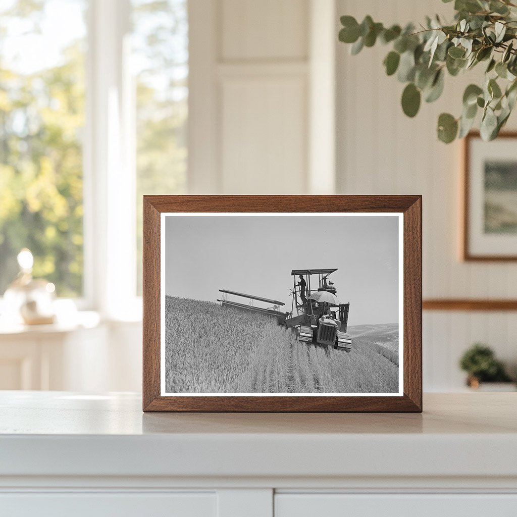 1941 Tractor-Drawn Combine Harvesting Wheat in Washington