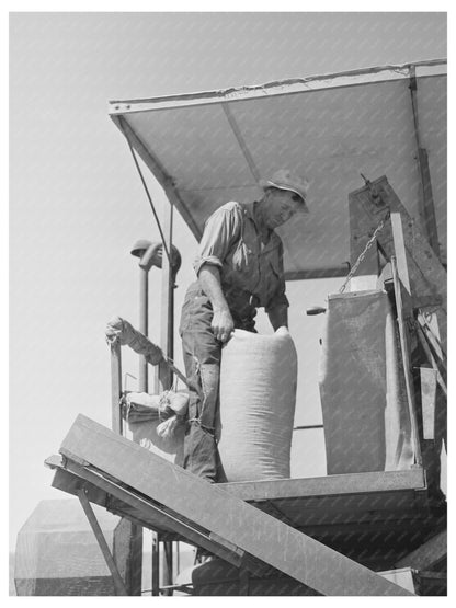 Vintage Sacker on Wheat Combine Whitman County 1941