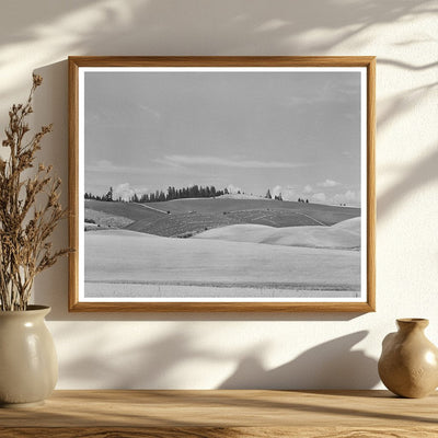 Wheat Field in Latah County Idaho July 1941