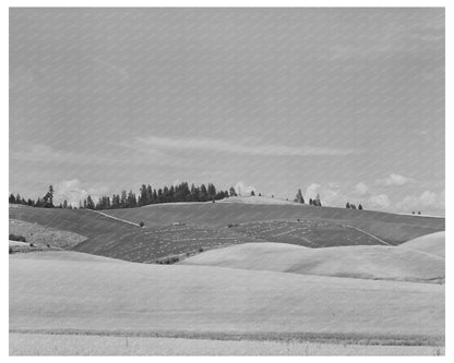 Wheat Field in Latah County Idaho July 1941 Photo