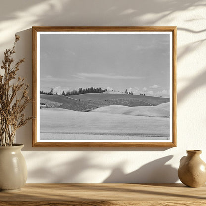 Wheat Field in Latah County Idaho July 1941 Photo