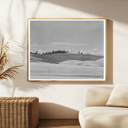 Wheat Field in Latah County Idaho July 1941 Photo