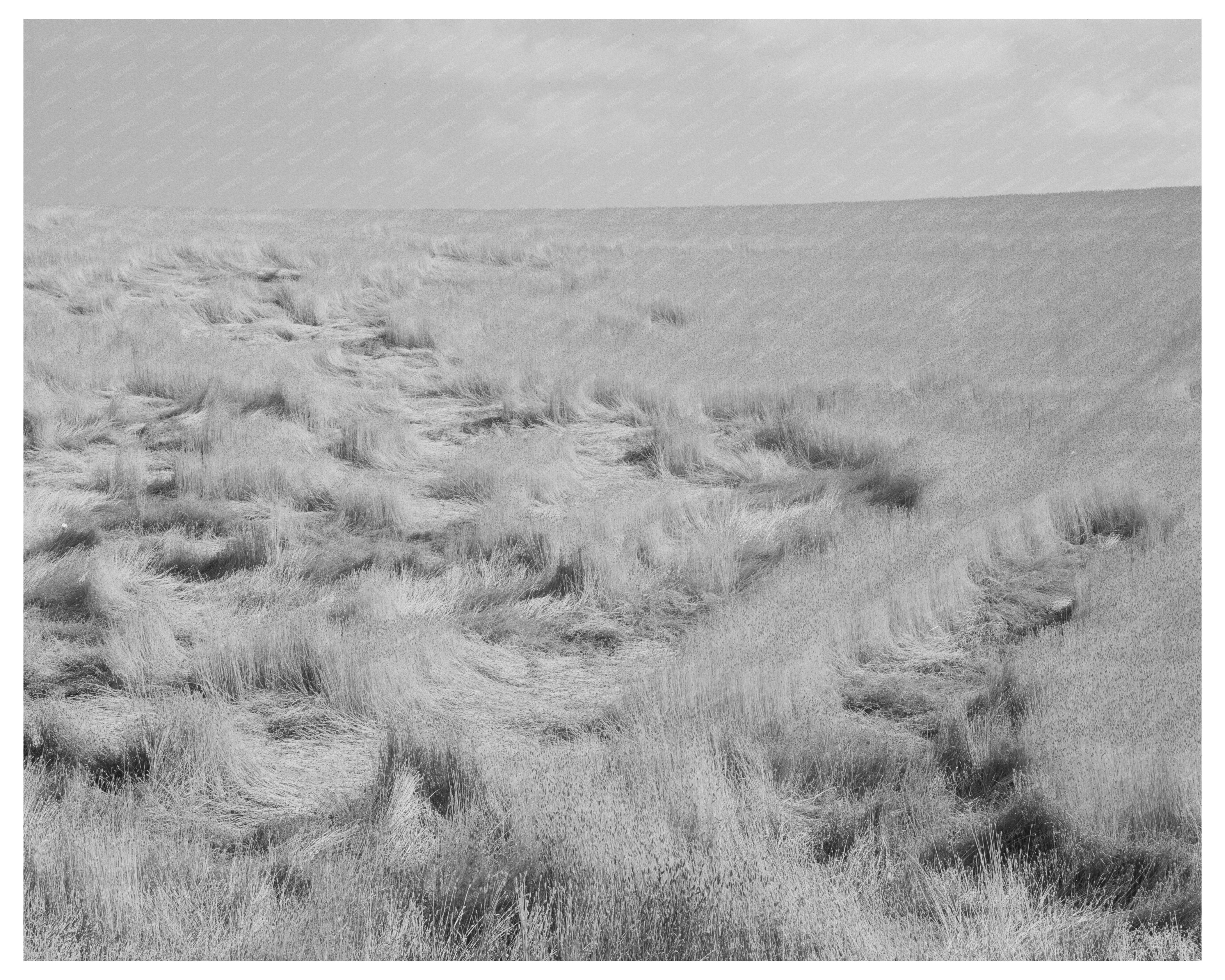 Walla Walla County Wheat Damage July 1941 Photo