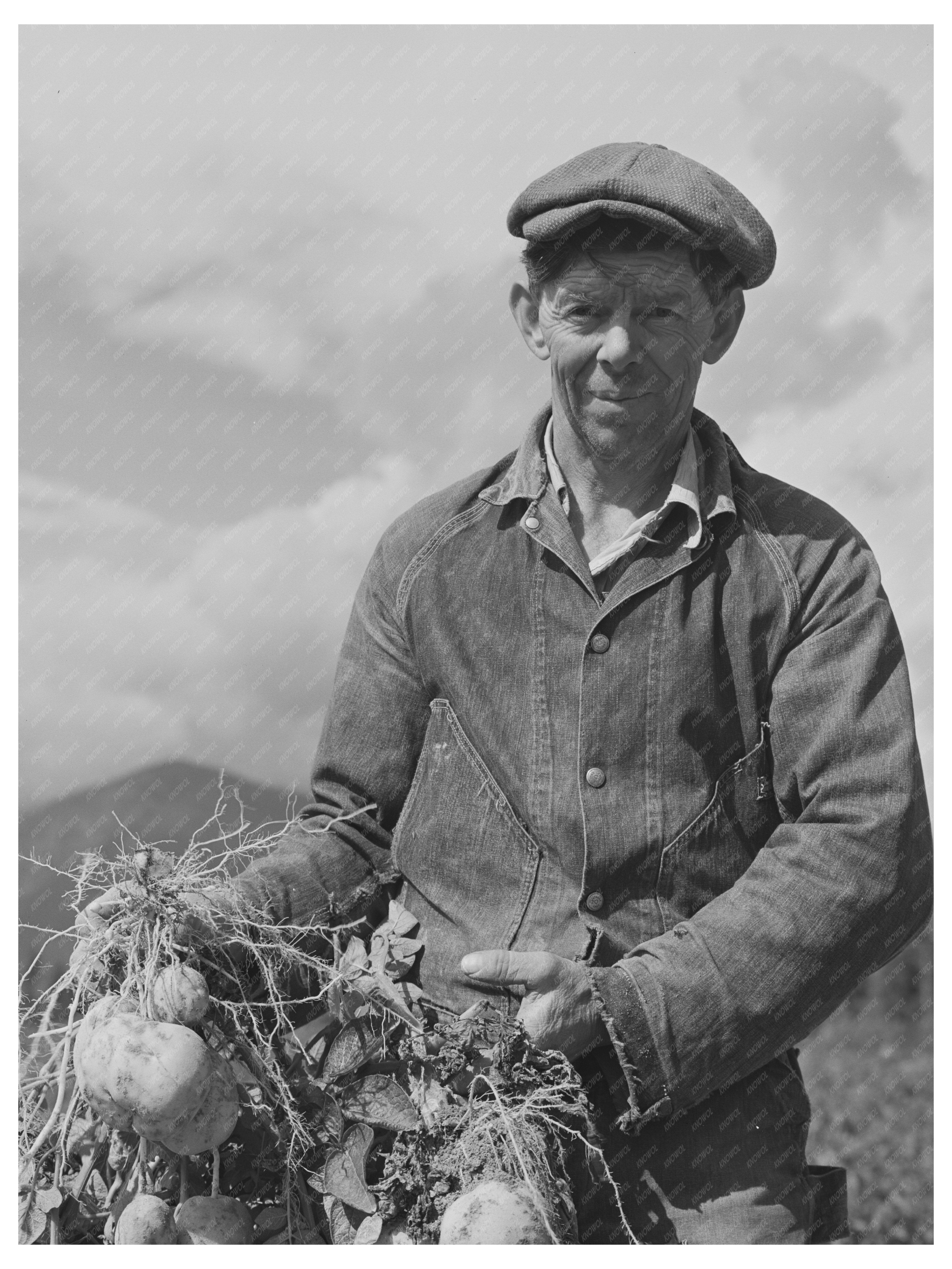 Farm Security Administration Potato Harvest Idaho 1941