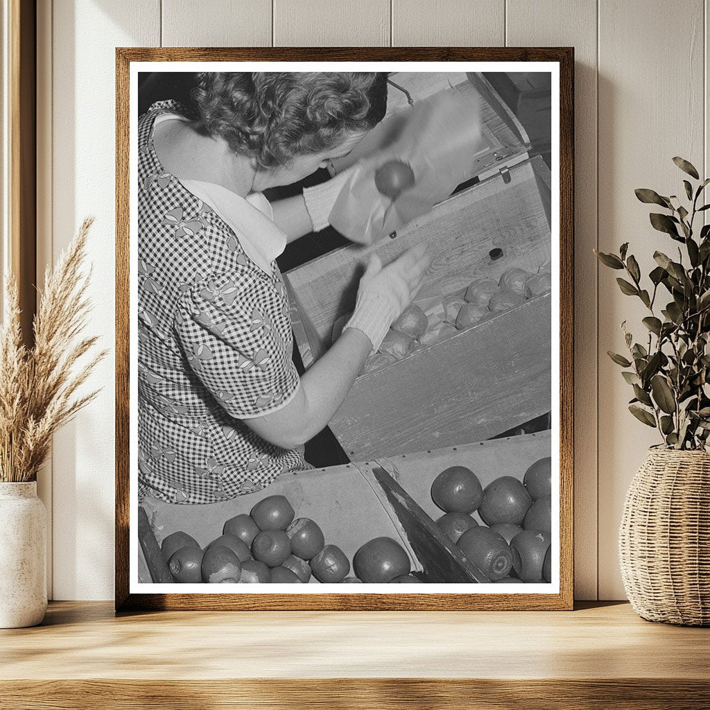 Farm Woman Packing Apples Yakima Washington 1941