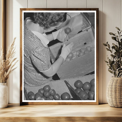 Farm Woman Packing Apples Yakima Washington 1941