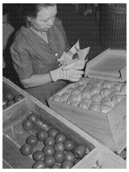 Farm Woman Packing Apples at Yakima Labor Camp 1941