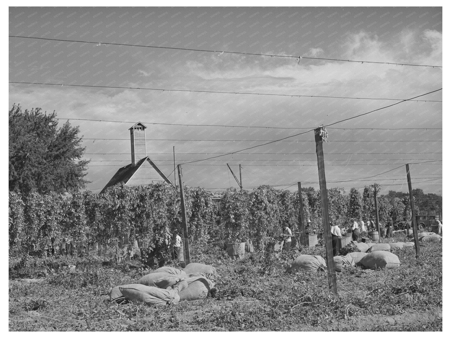 Hop Field Harvesting in Yakima County Washington 1941