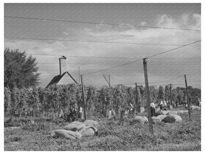 Hop Field Harvesting in Yakima County Washington 1941