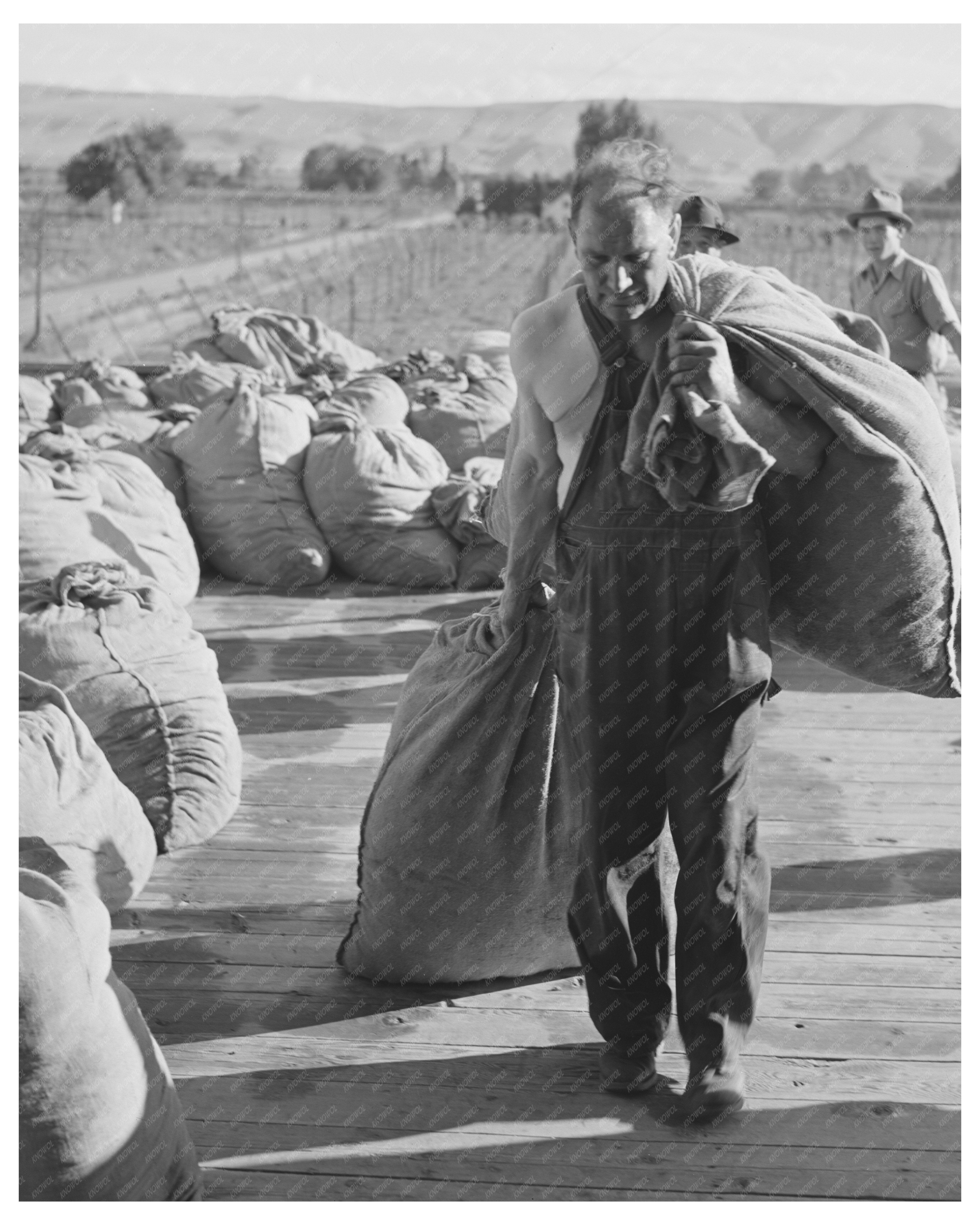 Hop Drying Process Yakima County Washington 1941