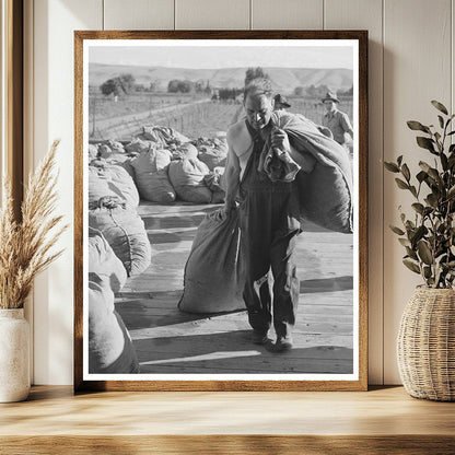 Hop Drying Process Yakima County Washington 1941
