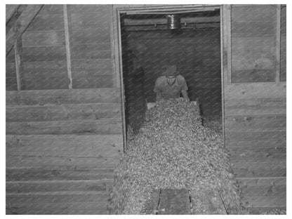 1941 Vintage Hops Harvesting in Yakima County Washington