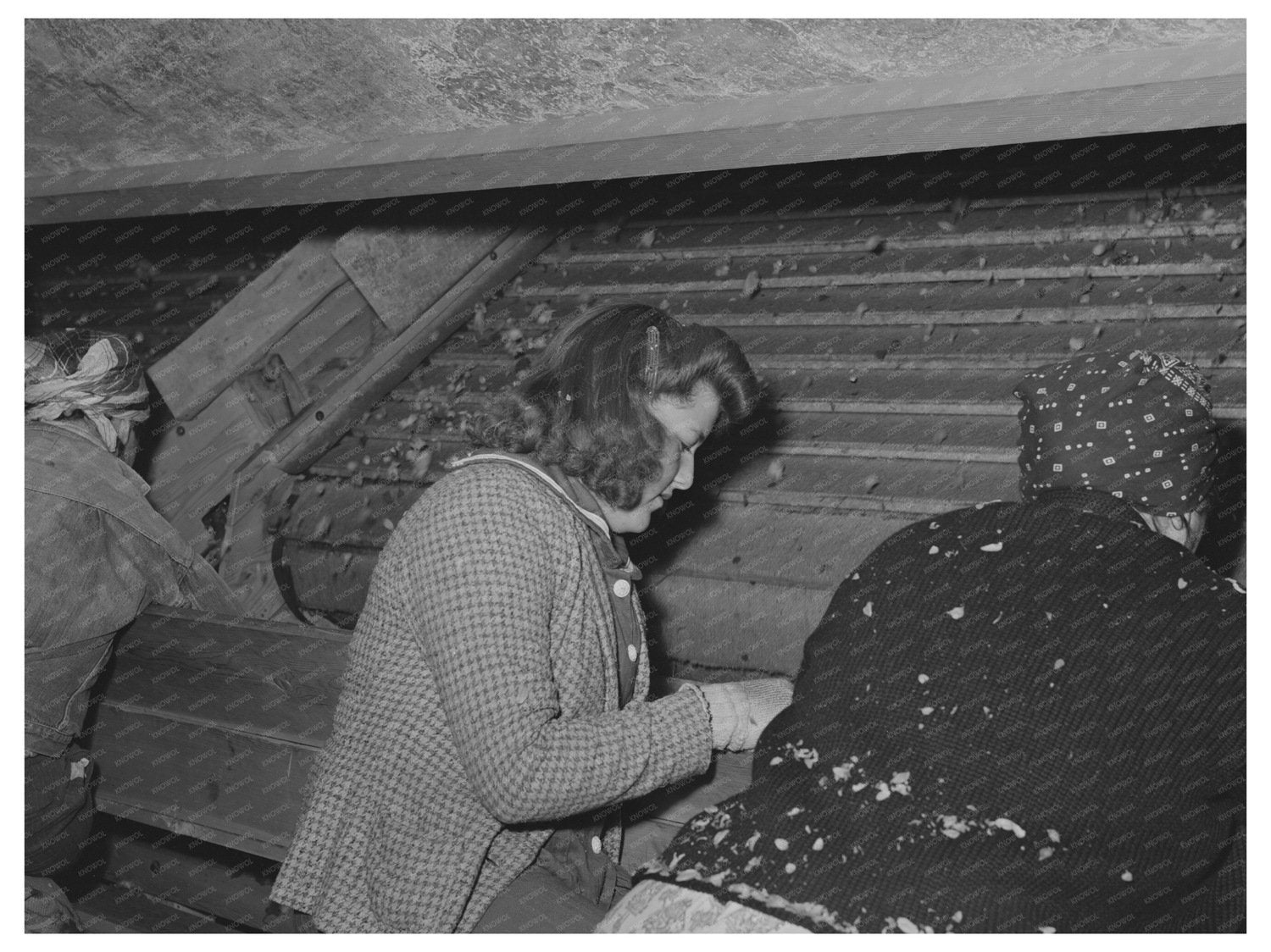 Hop Cleaners Using Mechanical Picker Yakima County 1941
