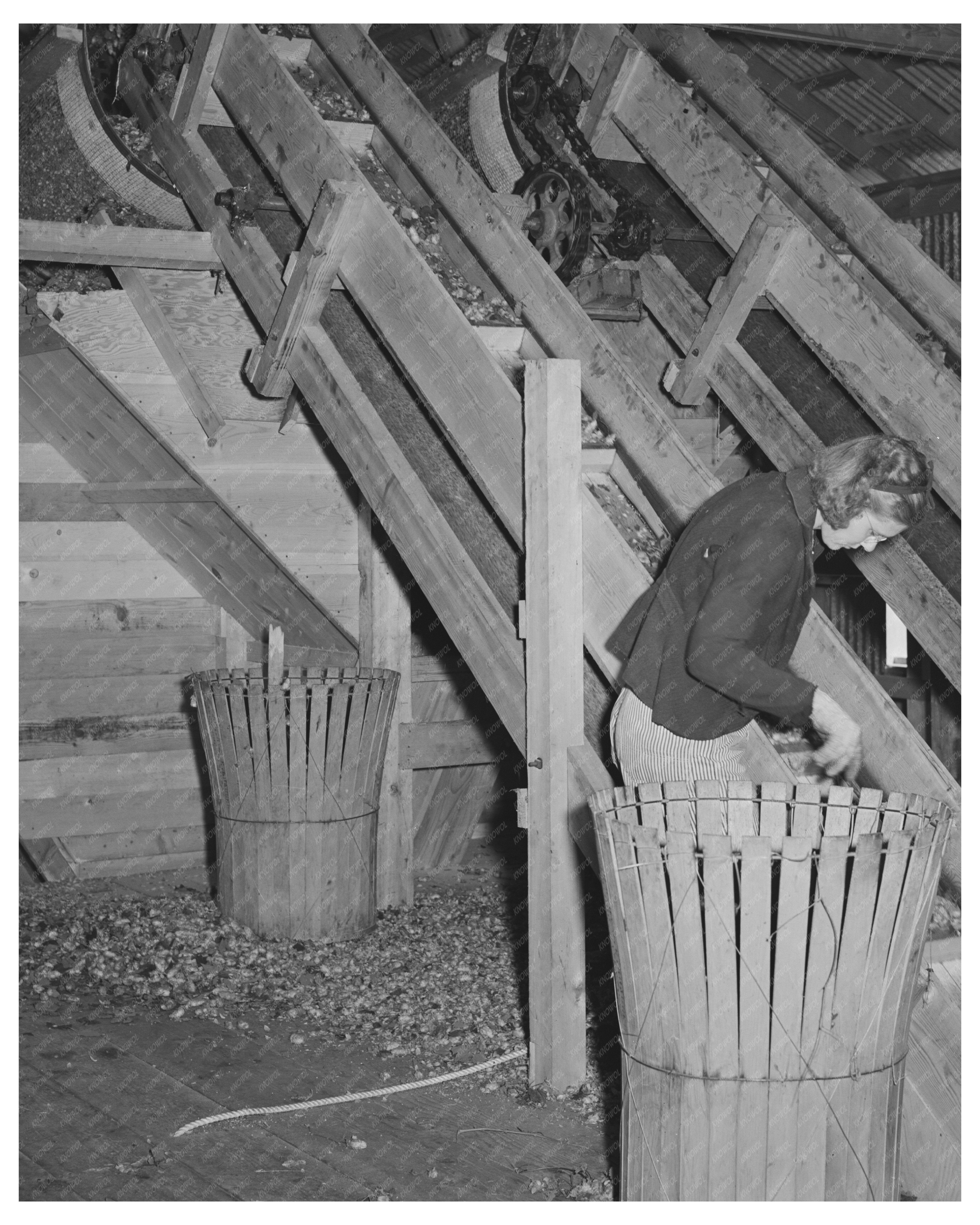 Vintage 1941 Hop Picker in Yakima County Washington