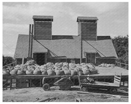 Kiln and Green Hops in Yakima County 1941