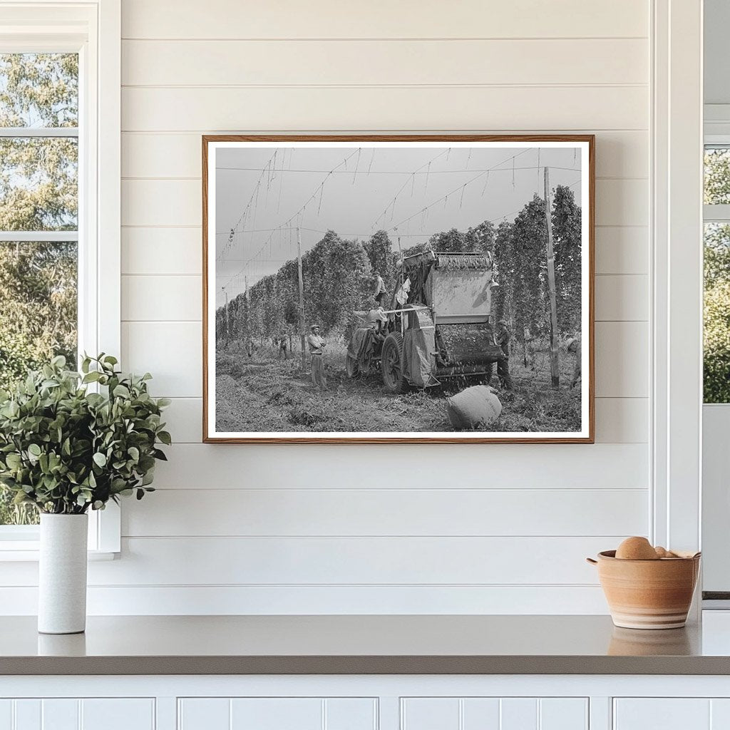 1941 Portable-Type Hop Picker in Yakima County Fields