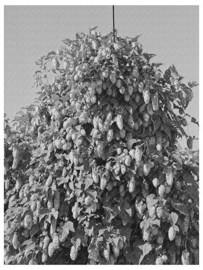 Hop Vines in Yakima County Washington 1941