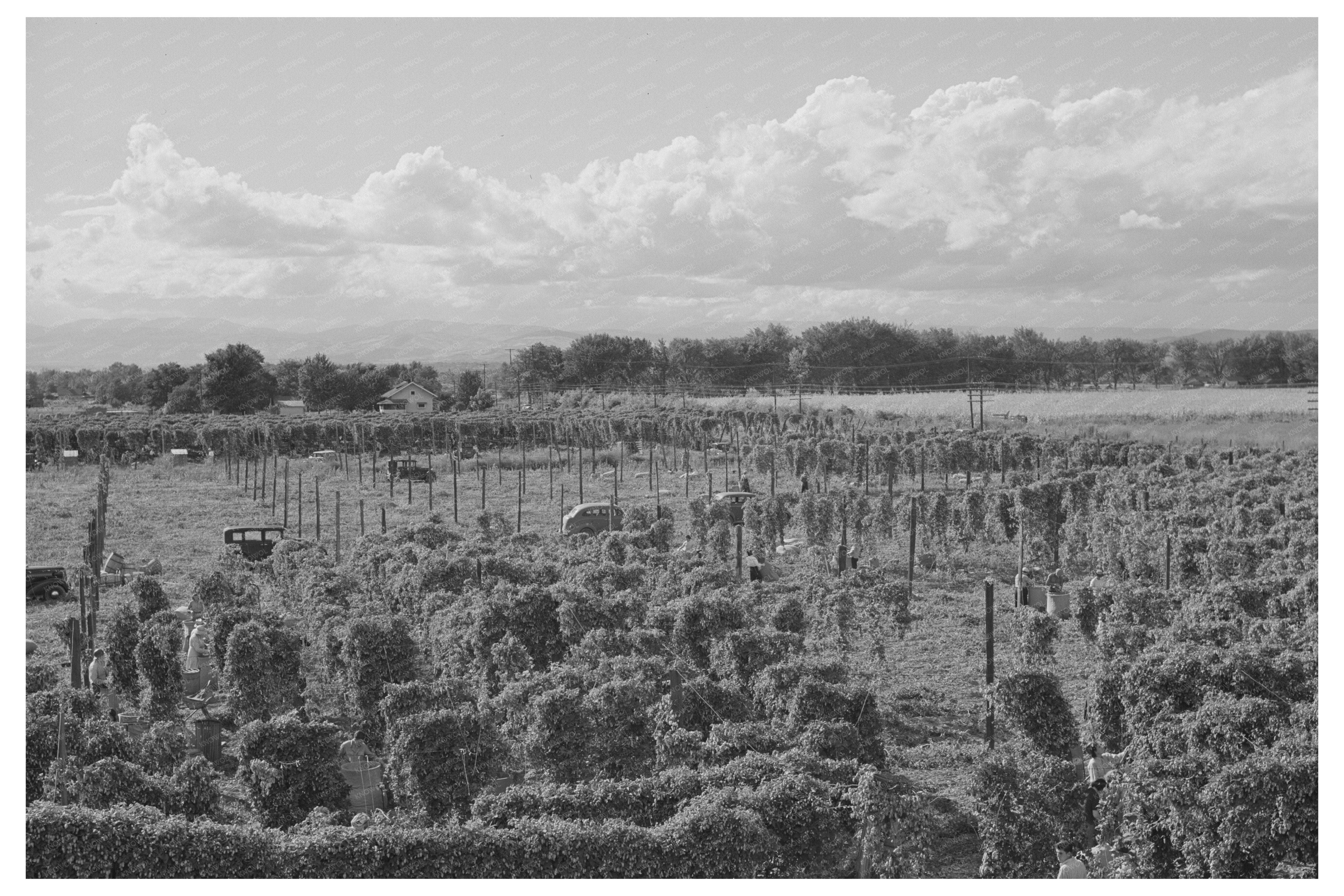 Yakima County Hop Farming September 1941 Vintage Image