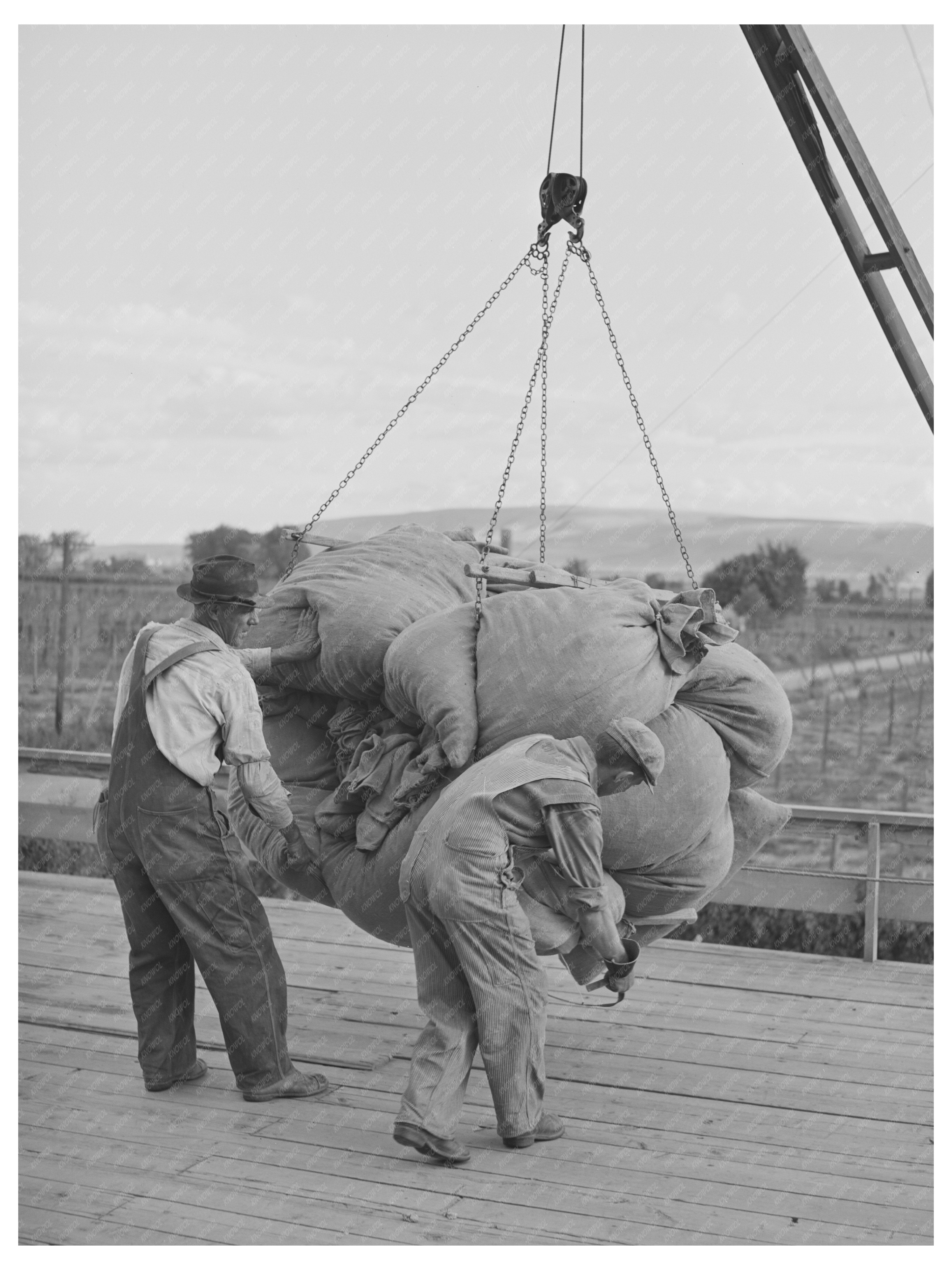 Hops Processing in Yakima Washington September 1941