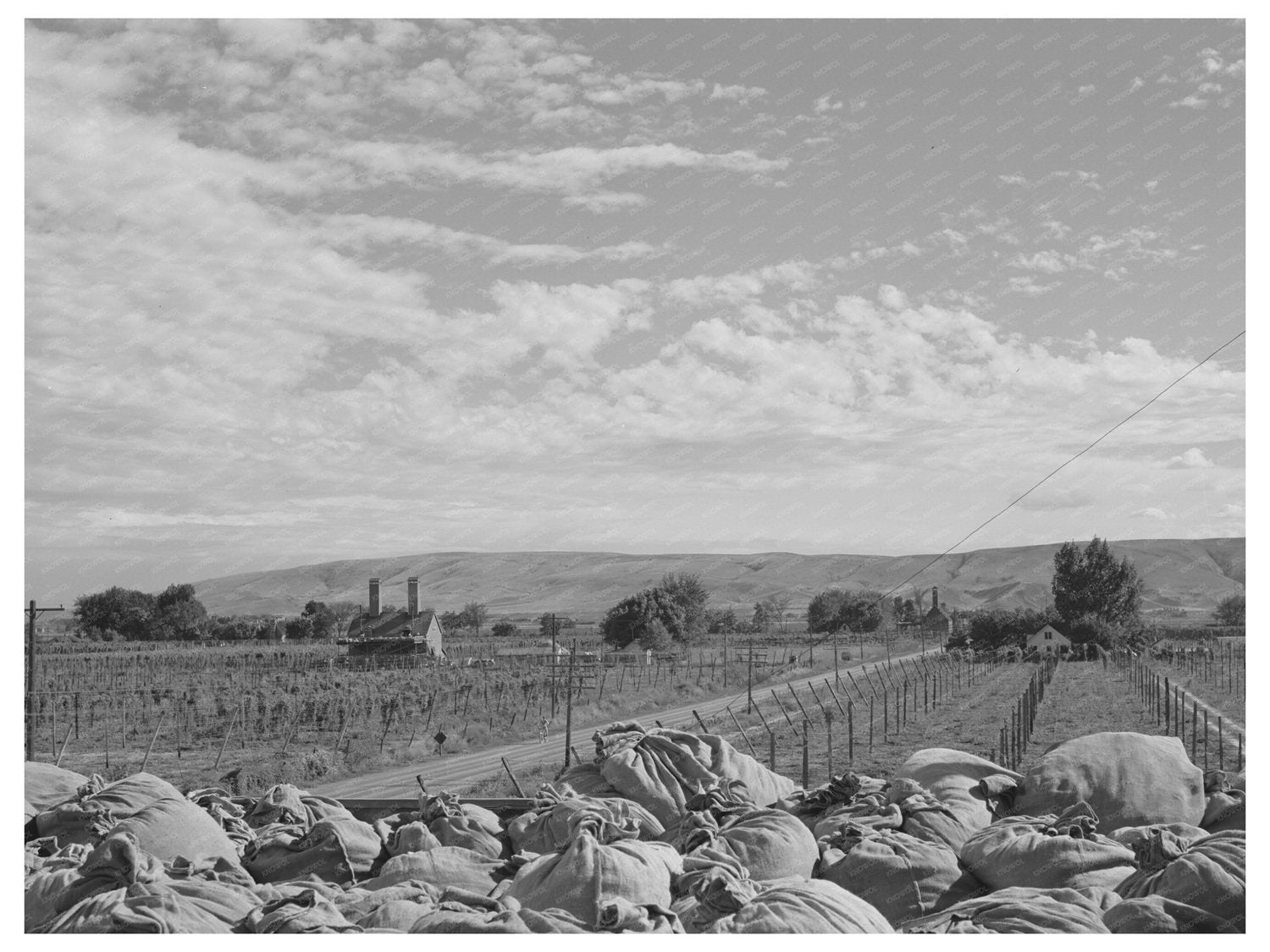 1941 Yakima County Hop Kiln and Fields Photograph