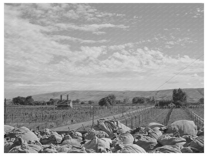 1941 Yakima County Hop Kiln and Fields Photograph
