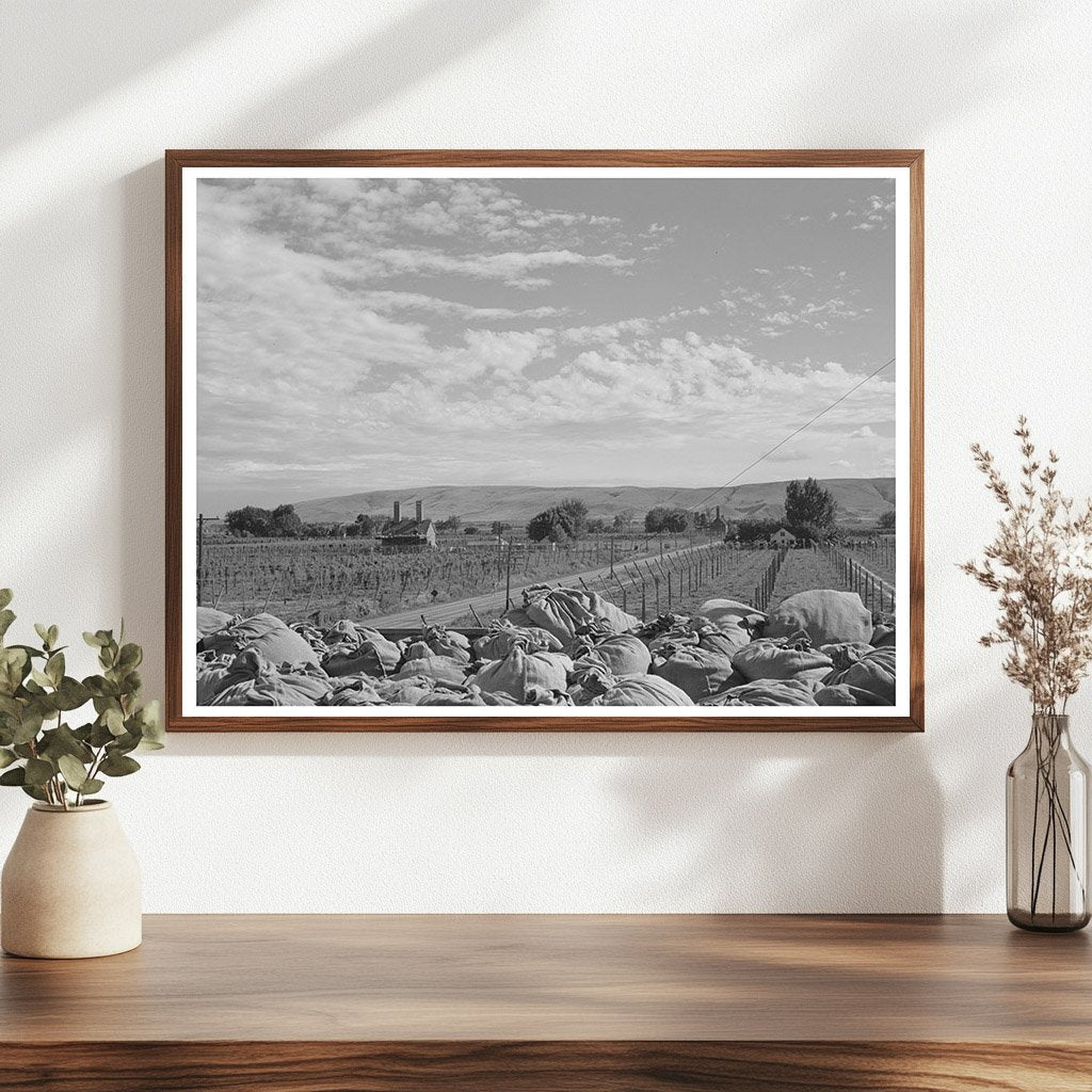 1941 Yakima County Hop Kiln and Fields Photograph