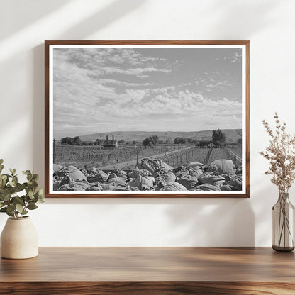 1941 Yakima County Hop Kiln and Fields Photograph