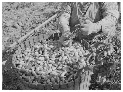 1941 Hop Picker in Yakima County Washington Photo