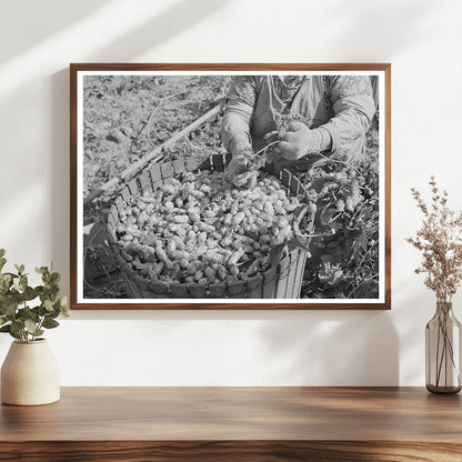 1941 Hop Picker in Yakima County Washington Photo