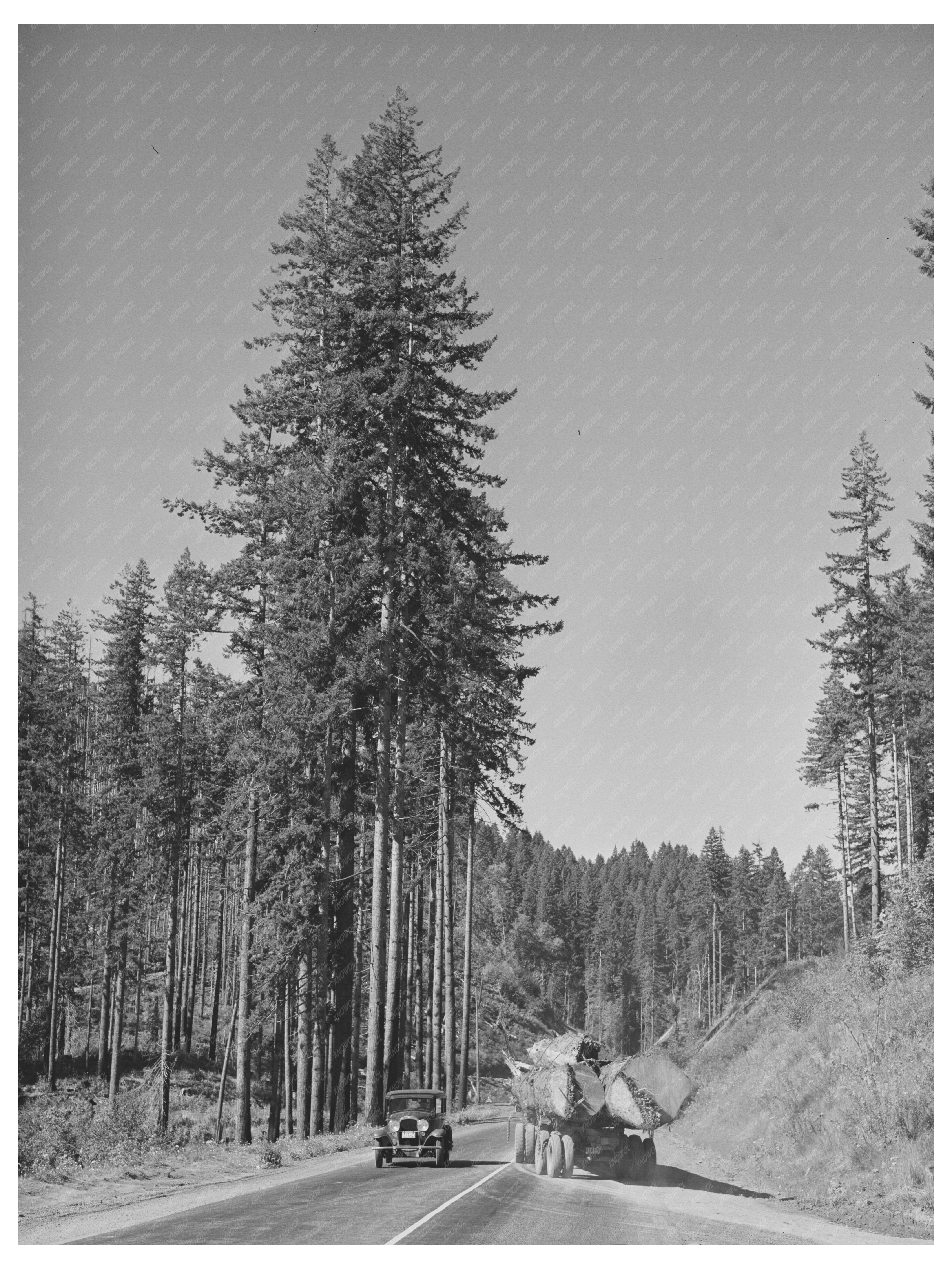 Giant Logs Transported by Truck in Oregon 1941