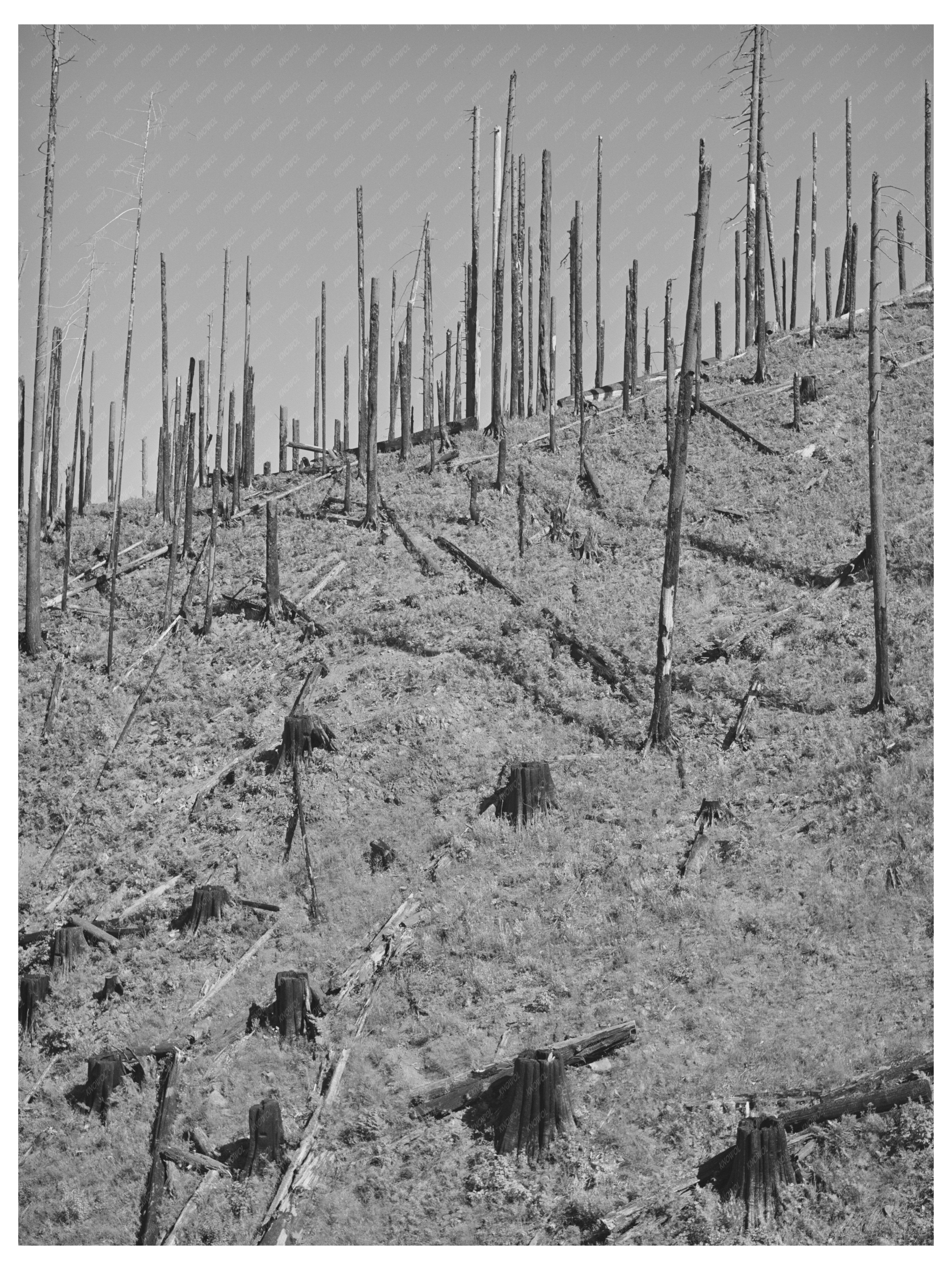 Burned Forest Land in Clatsop County Oregon September 1941