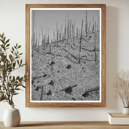 Burned Forest Land in Clatsop County Oregon September 1941