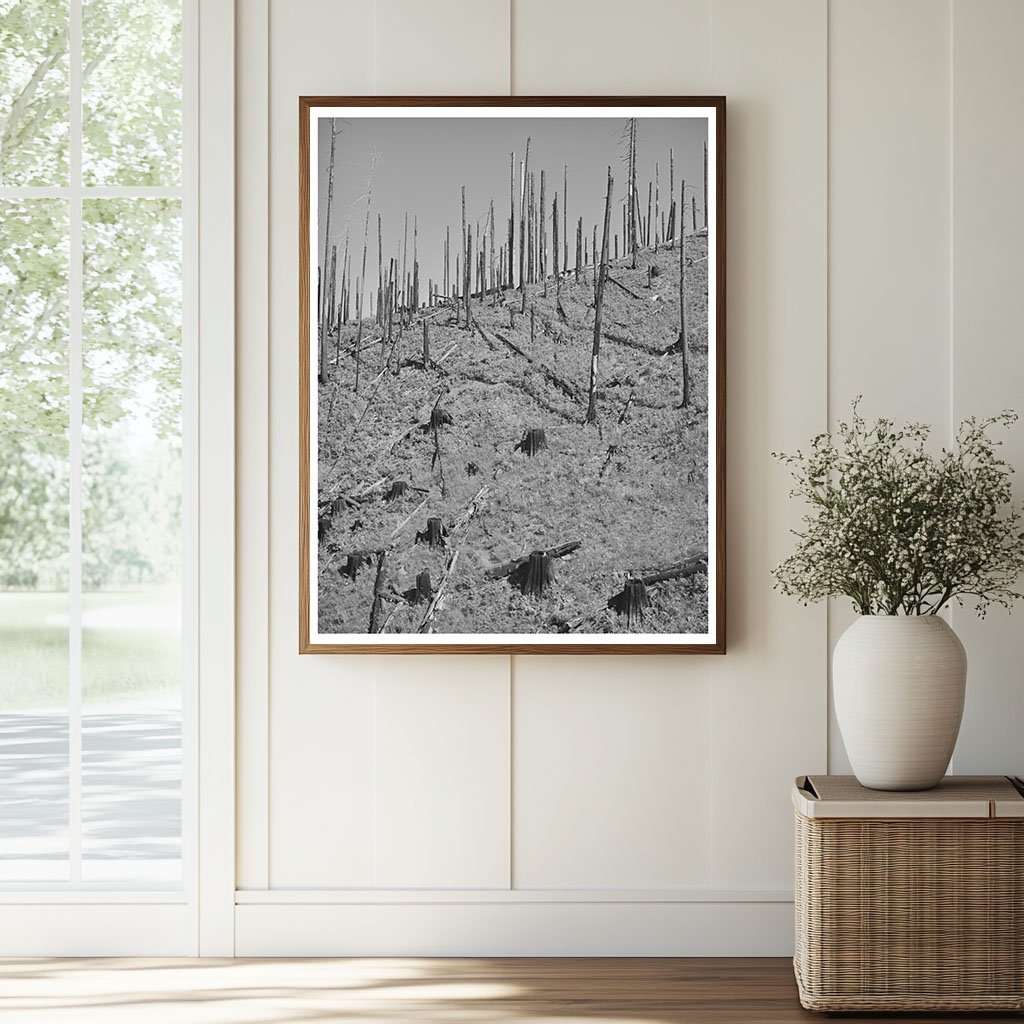 Burned Forest Land in Clatsop County Oregon September 1941