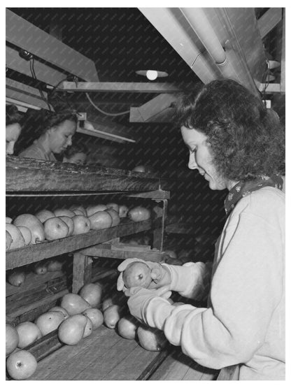 Workers Inspecting Pears for Packing Hood River 1941