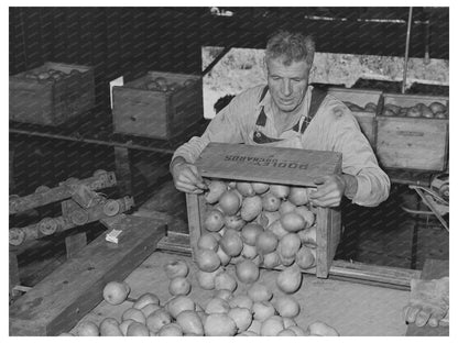 1941 Vintage Pear Processing in Hood River Oregon