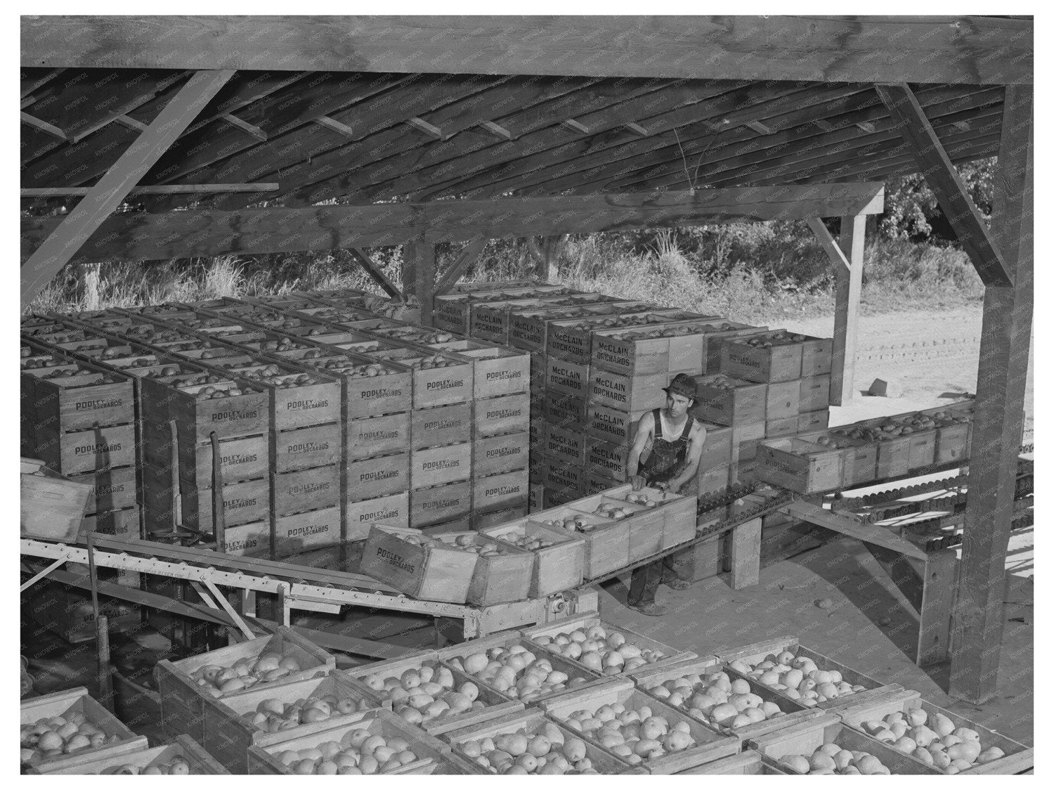 1941 Crates of Freshly Harvested Pears in Hood River Oregon