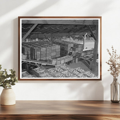 1941 Crates of Freshly Harvested Pears in Hood River Oregon