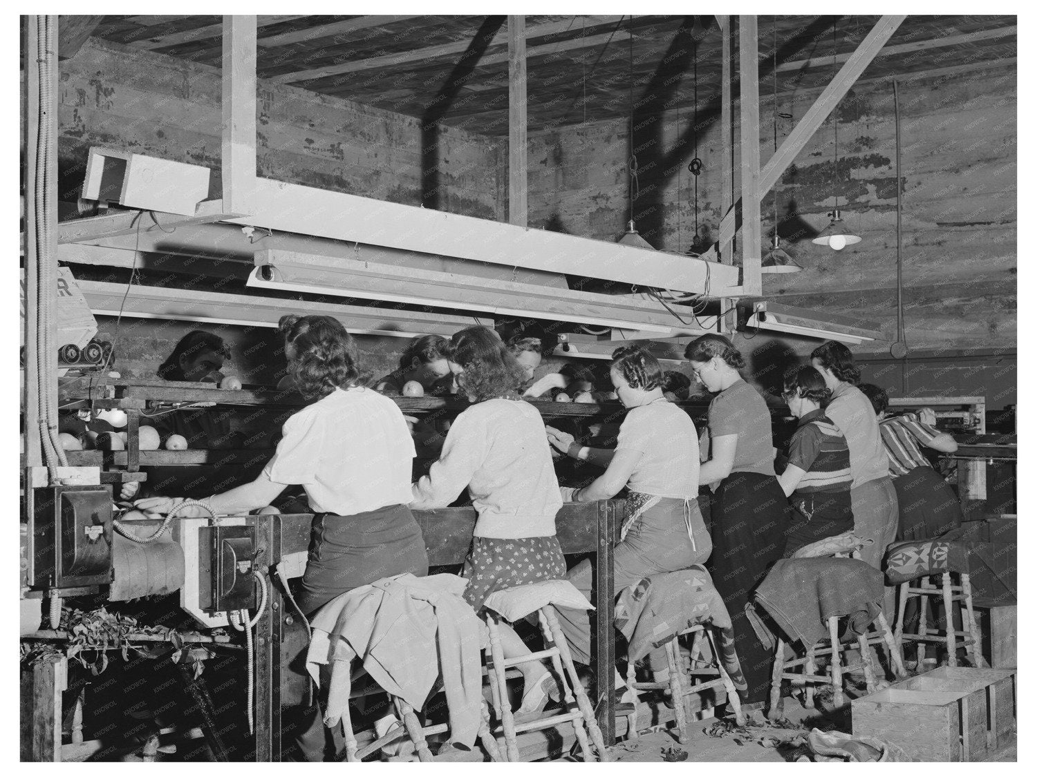 Pear Grading Workers in Hood River Oregon September 1941