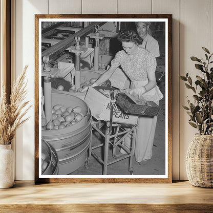 Pears Packing Process Hood River Oregon September 1941