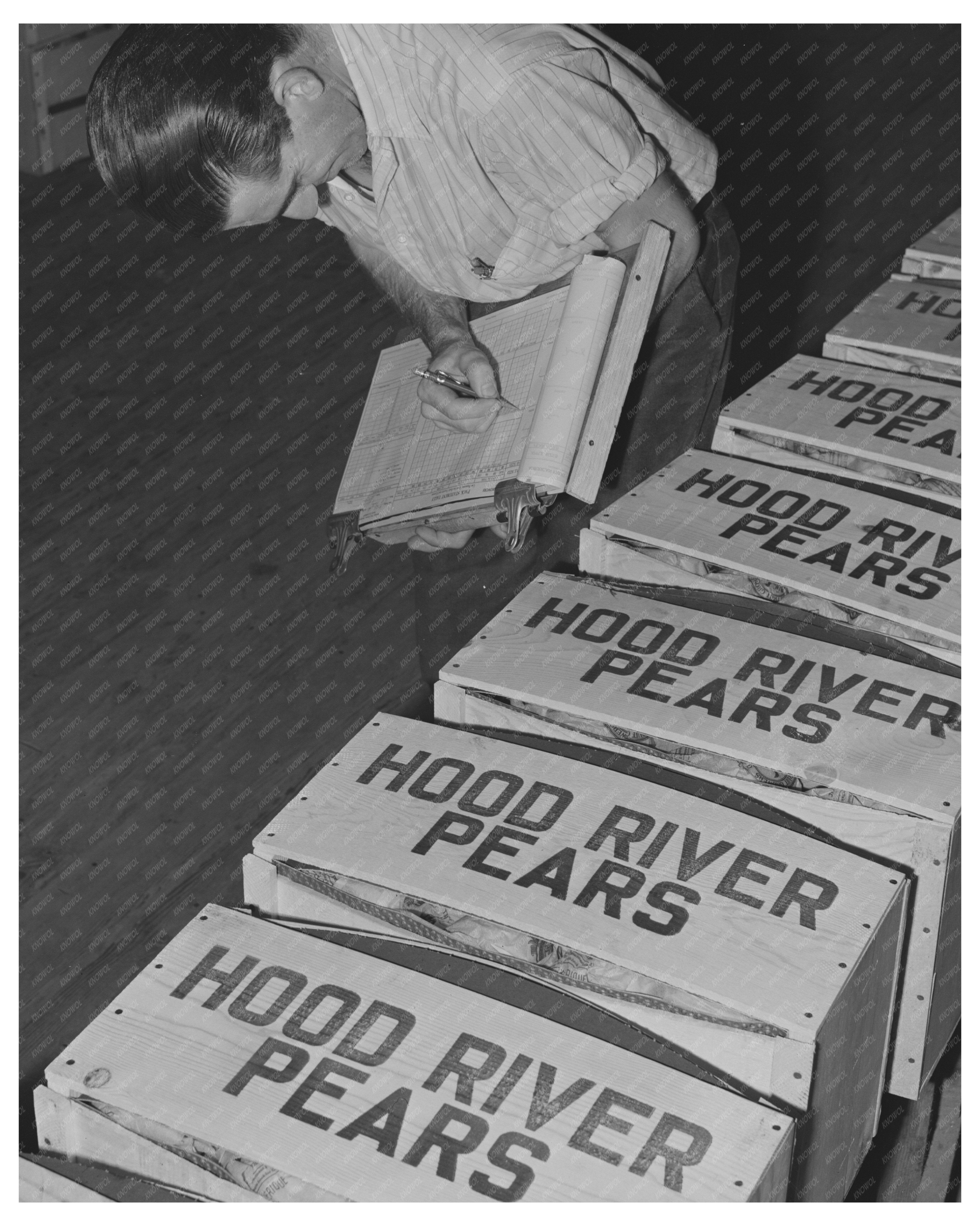 1941 Workers Inspecting Pear Crates in Hood River Oregon