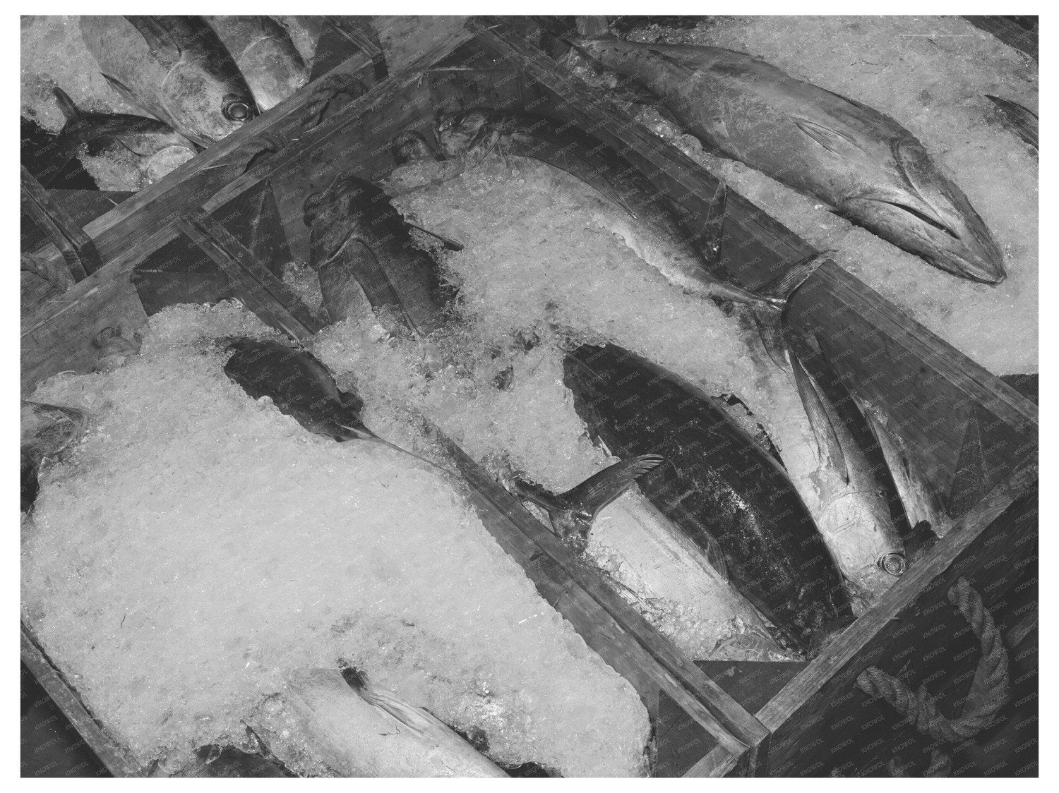 Tuna Packing Ice Columbia River Astoria Oregon 1941