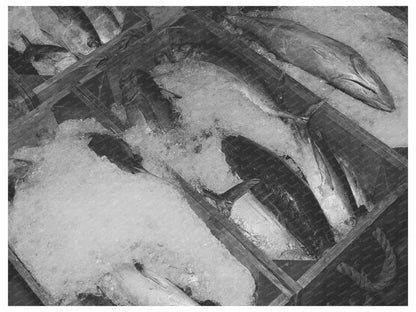 Tuna Packing Ice Columbia River Astoria Oregon 1941