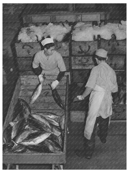 Tuna Packing in Ice Astoria Oregon September 1941