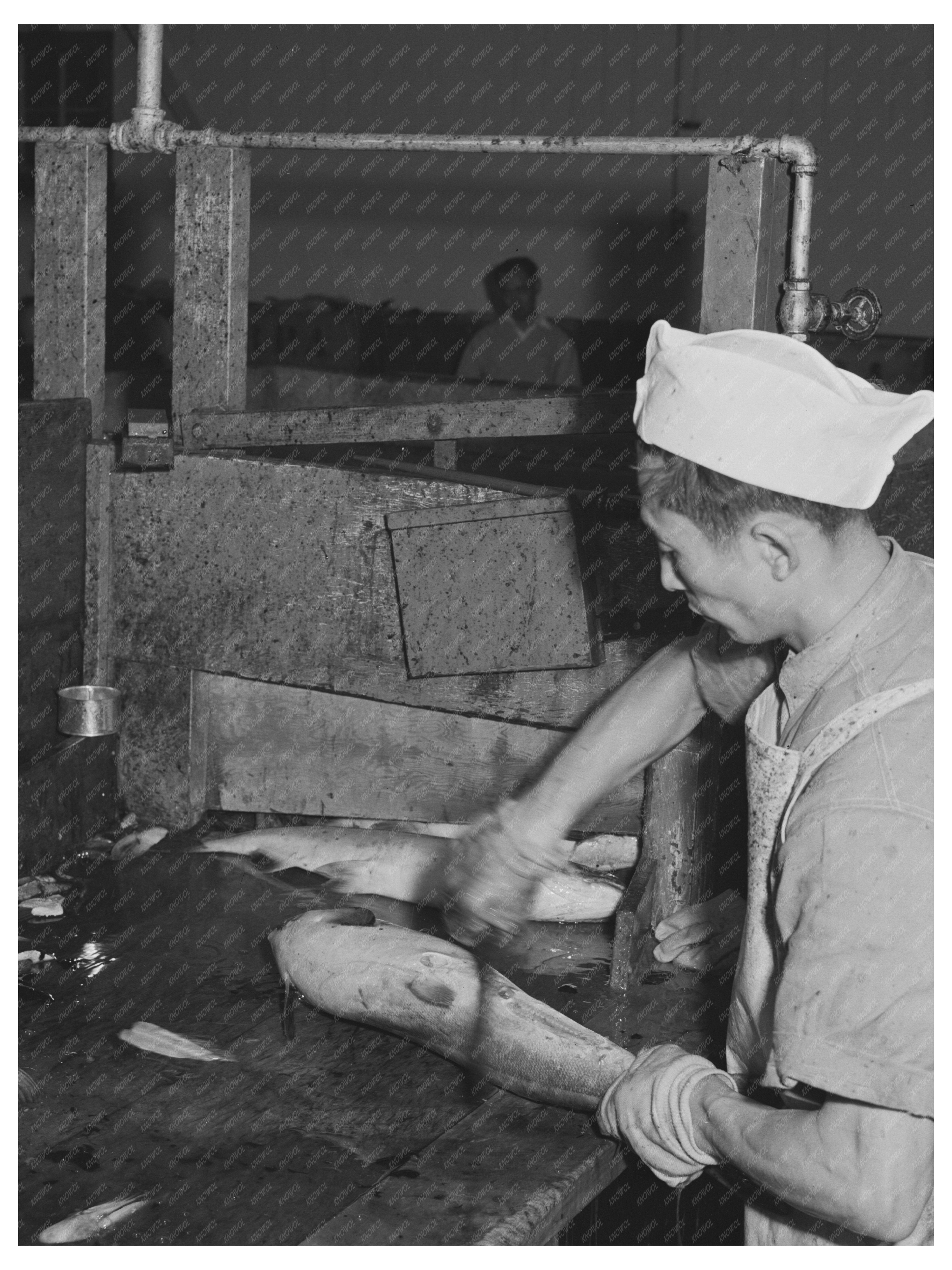 Salmon Butcher at Columbia River Packing Association 1941