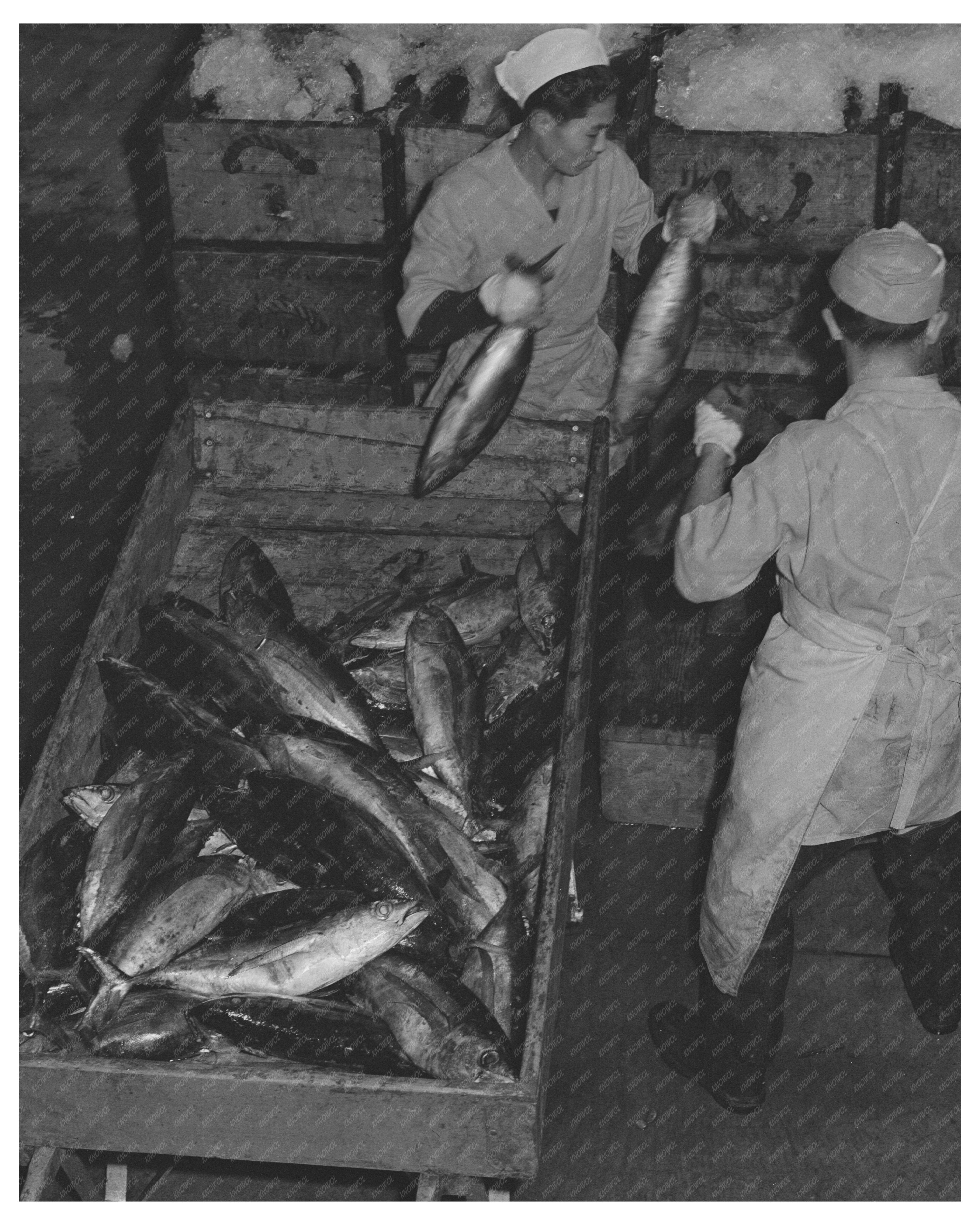 1941 Tuna Packing Workers in Astoria Oregon