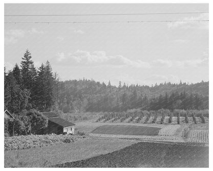 Fall Gardens and Orchards in Clackamas County 1941