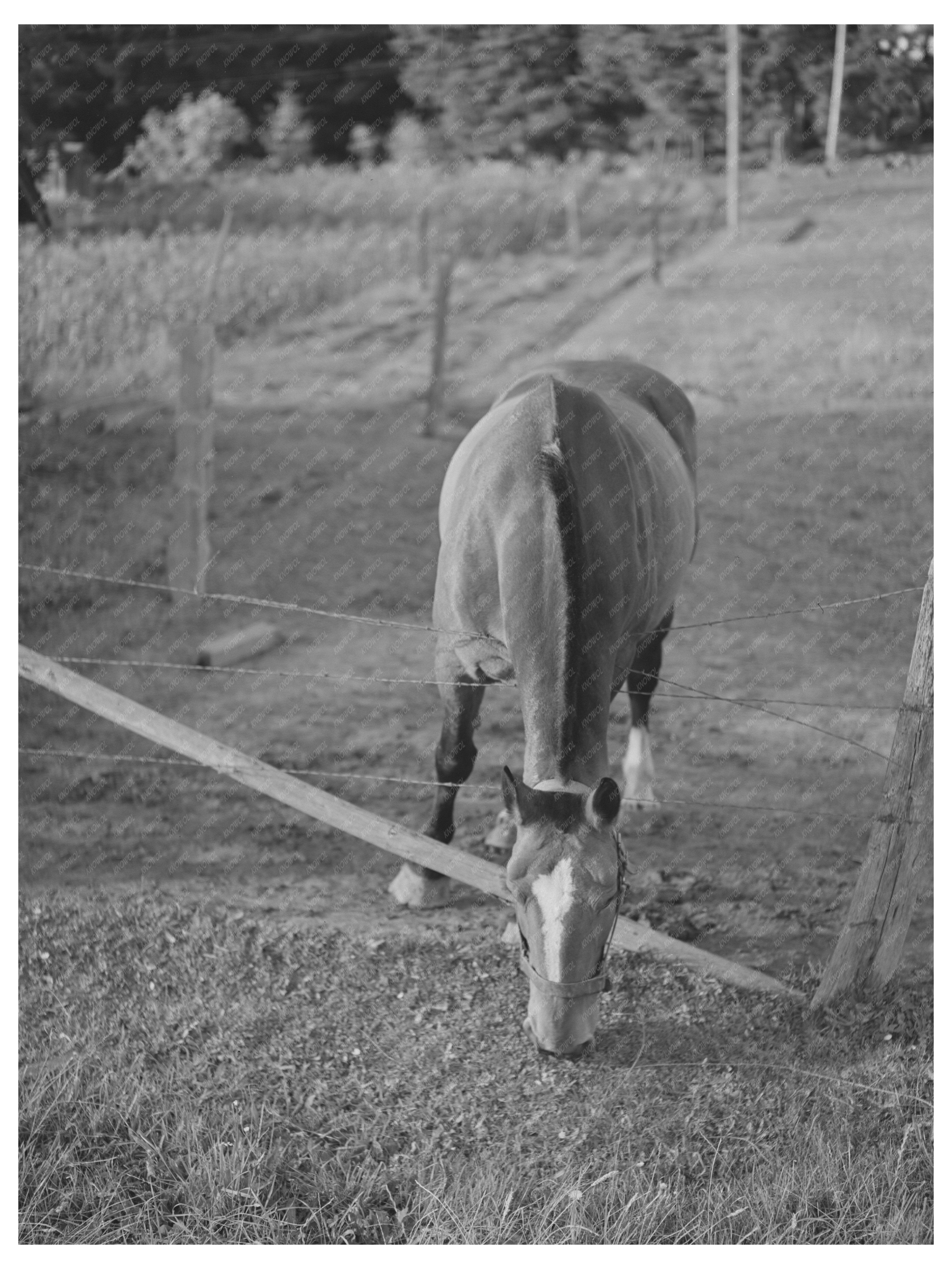 Vintage Rural Scene Clackamas County Oregon 1941