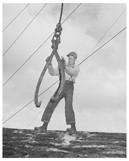 Lumberjack Sinking Hook into Log Cowlitz County 1941